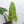 Philodendron Domesticum Marble Variegated (wk32-W)