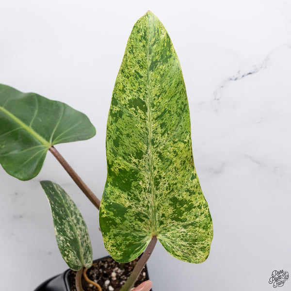 Philodendron Domesticum Marble Variegated (wk32-W)