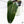 Philodendron Domesticum Marble Variegated (wk37-C)