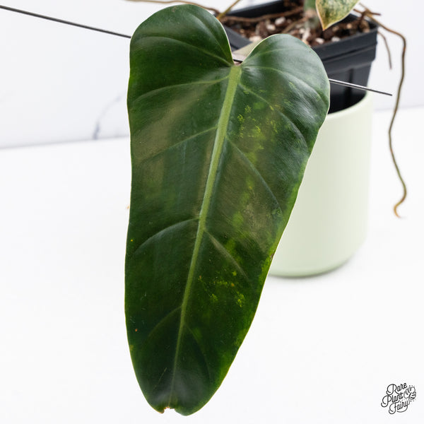 Philodendron Domesticum Marble Variegated (wk37-C)