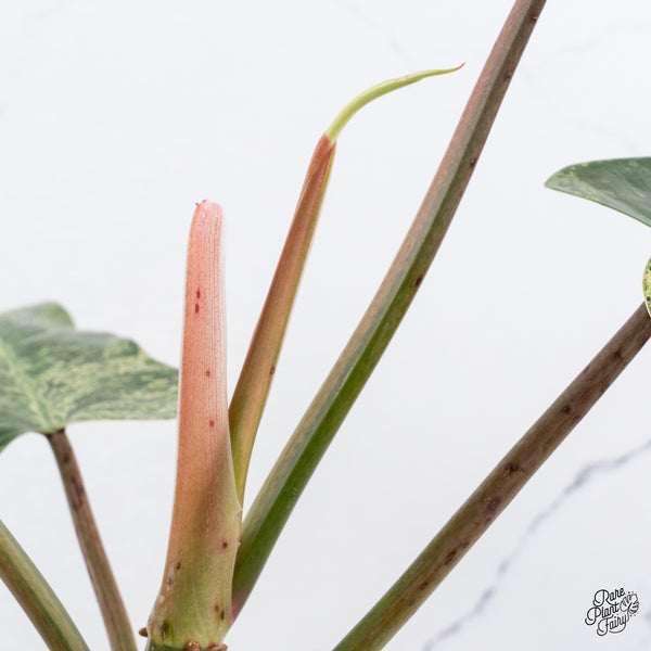 Philodendron Domesticum Marble Variegated (wk37-C)