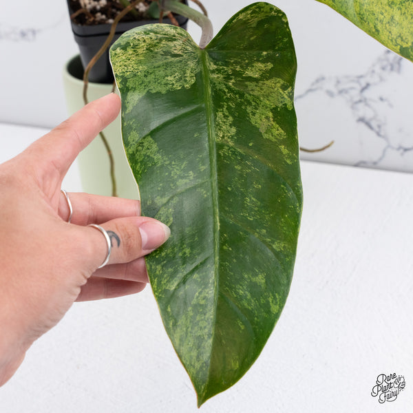Philodendron Domesticum Marble Variegated (wk37-C)