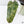 Philodendron Domesticum Marble Variegated (wk37-C)