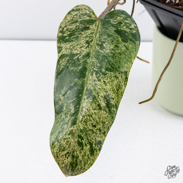 Philodendron Domesticum Marble Variegated (wk37-C)