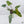 Philodendron Domesticum Marble Variegated (wk37-C)