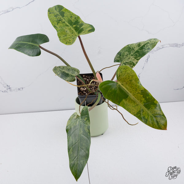 Philodendron Domesticum Marble Variegated (wk37-C)