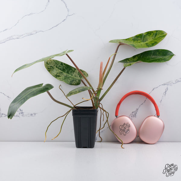 Philodendron Domesticum Marble Variegated (wk37-C)