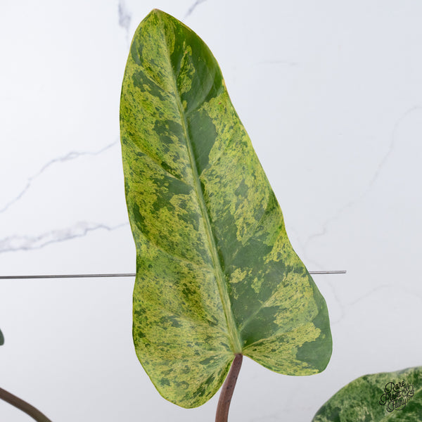 Philodendron Domesticum Marble Variegated (wk37-C)