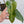 Philodendron Domesticum Marble Variegated (wk37-C)