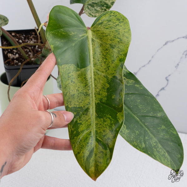Philodendron Domesticum Marble Variegated (wk37-C)