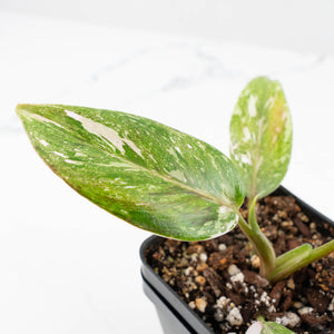Philodendron 'Scarlet Princess' ('Red Anderson' Mutation) Variegated (wk19-A)