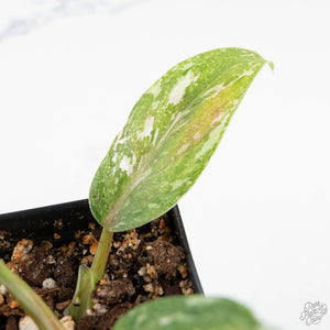 Philodendron 'Scarlet Princess' ('Red Anderson' Mutation) Variegated (wk19-A)