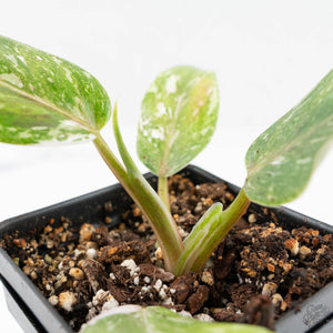 Philodendron 'Scarlet Princess' ('Red Anderson' Mutation) Variegated (wk19-A)