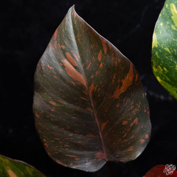 Philodendron 'Orange Princess' (wk32-M)