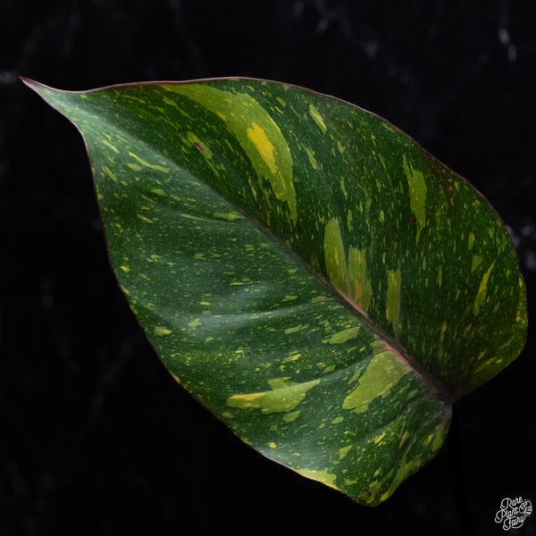 Philodendron 'Orange Princess' (wk32-M)