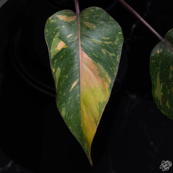 Philodendron 'Orange Princess' (wk32-M)