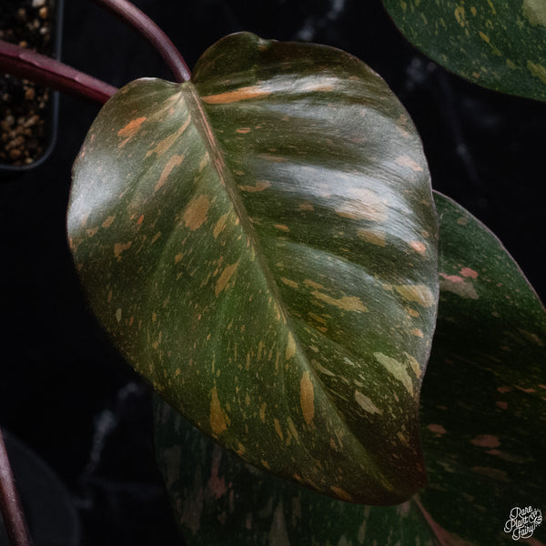 Philodendron 'Orange Princess' (wk32-M)