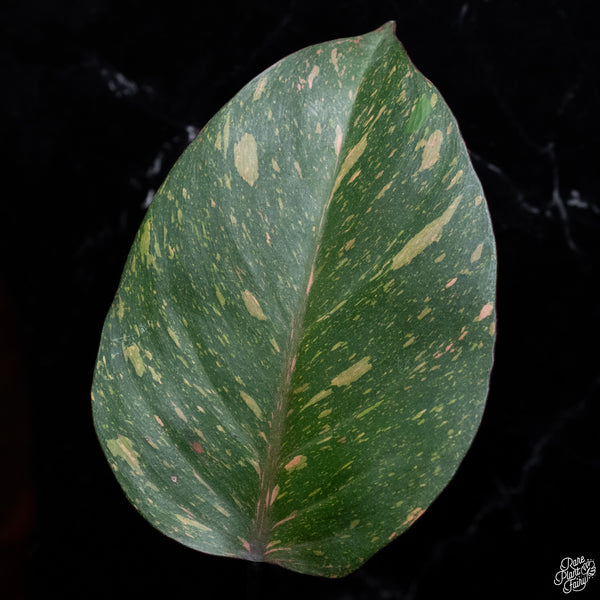 Philodendron 'Orange Princess' (wk32-N)