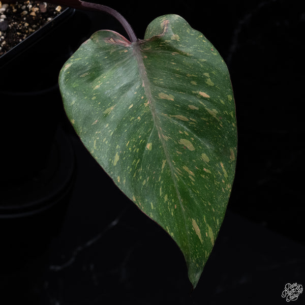 Philodendron 'Orange Princess' (wk32-N)