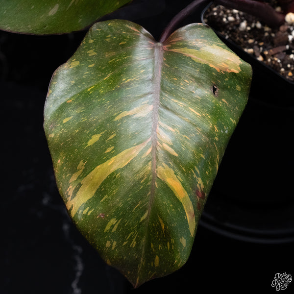 Philodendron 'Orange Princess' (wk32-N)