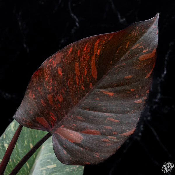 Philodendron 'Orange Princess' (wk32-N)