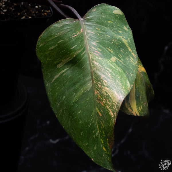 Philodendron 'Orange Princess' (wk32-N)