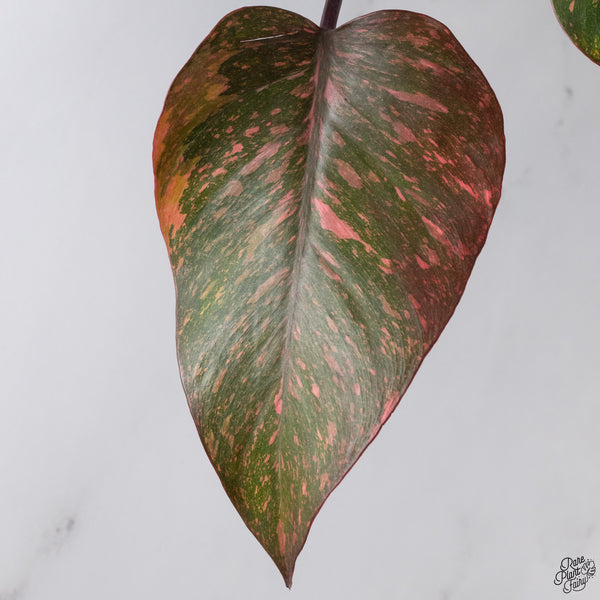 Philodendron 'Orange Princess' (wk33-J)