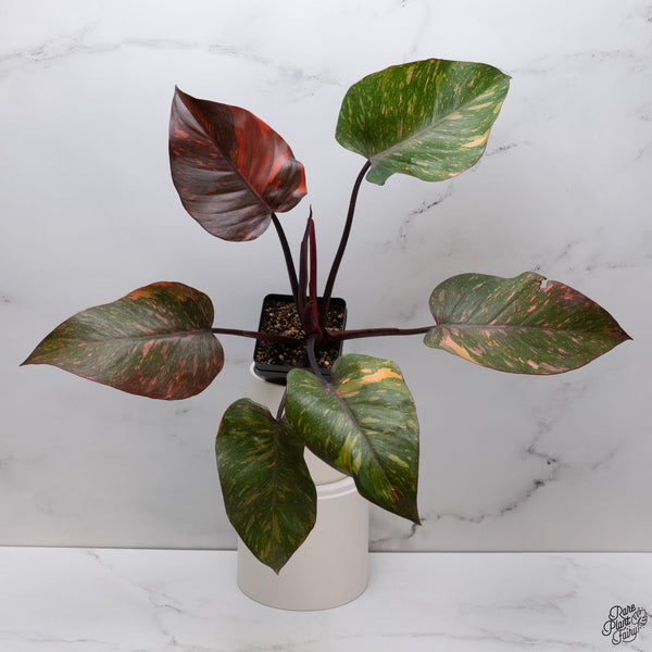 Philodendron 'Orange Princess' (wk33-J)