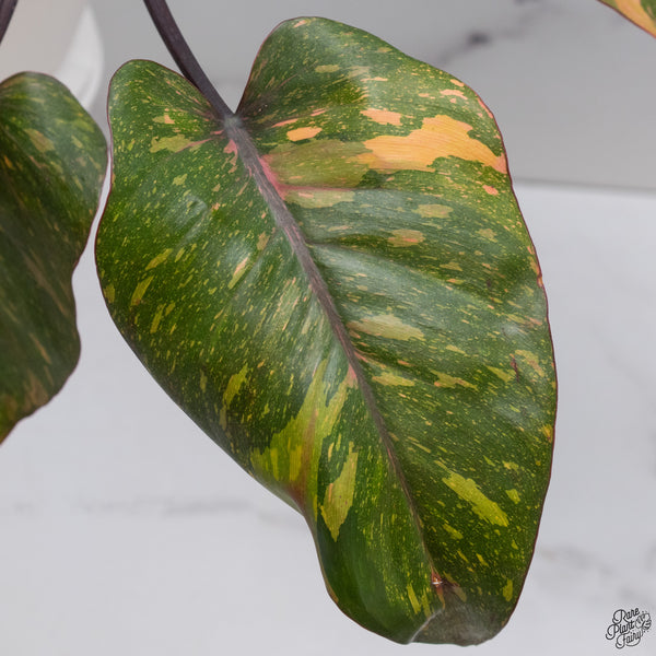 Philodendron 'Orange Princess' (wk33-J)