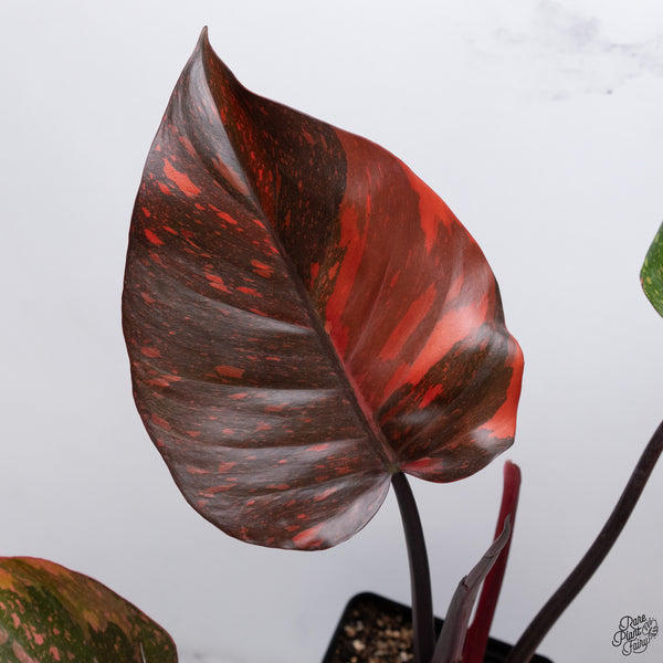 Philodendron 'Orange Princess' (wk33-J)
