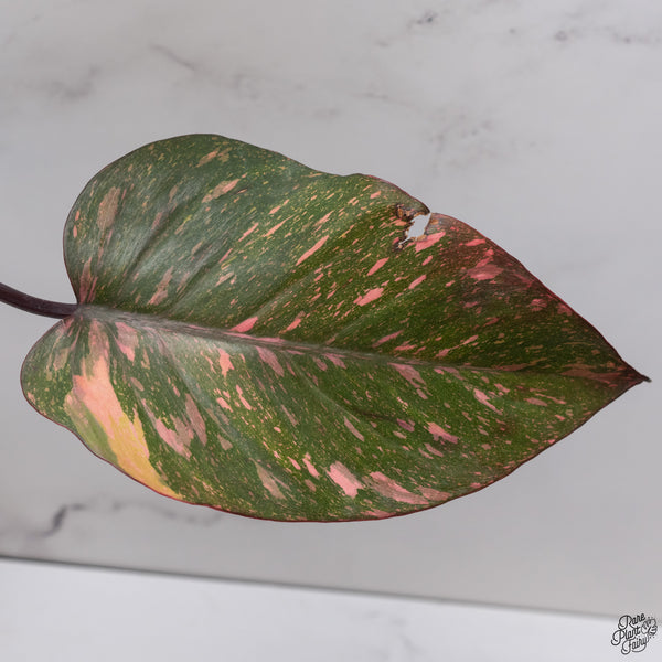 Philodendron 'Orange Princess' (wk33-J)