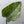 Philodendron 'Orange Princess' (wk33-J)