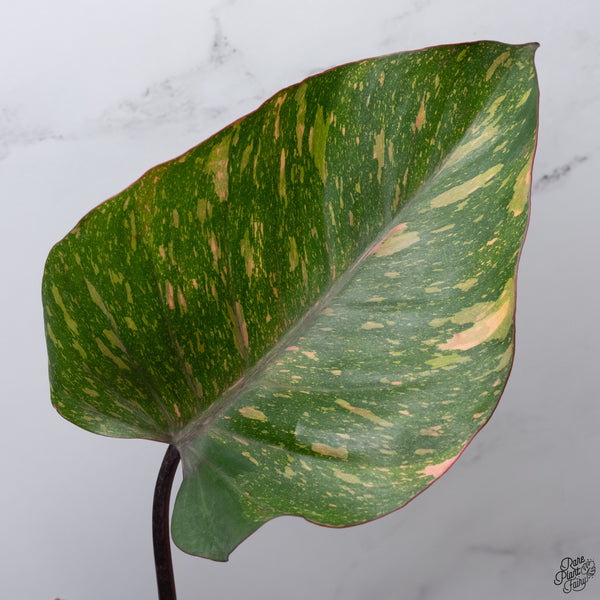 Philodendron 'Orange Princess' (wk33-J)