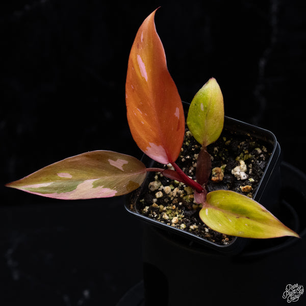 Philodendron 'Persimmon Princess' (wk32-G)