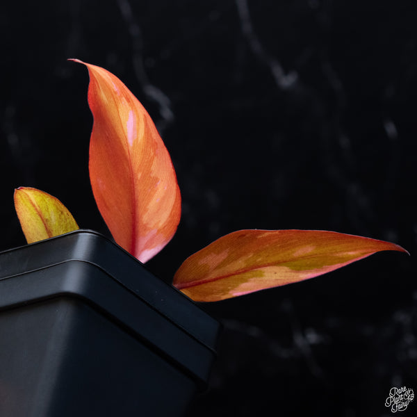 Philodendron 'Persimmon Princess' (wk32-G)