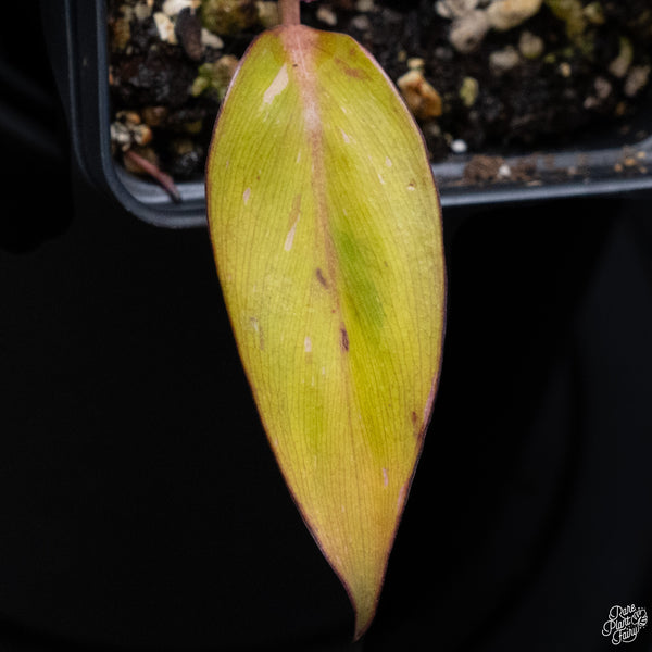 Philodendron 'Persimmon Princess' (wk32-G)