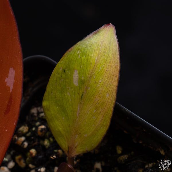 Philodendron 'Persimmon Princess' (wk32-G)