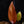 Philodendron 'Persimmon Princess' (wk32-G)