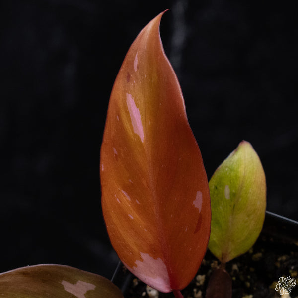 Philodendron 'Persimmon Princess' (wk32-G)