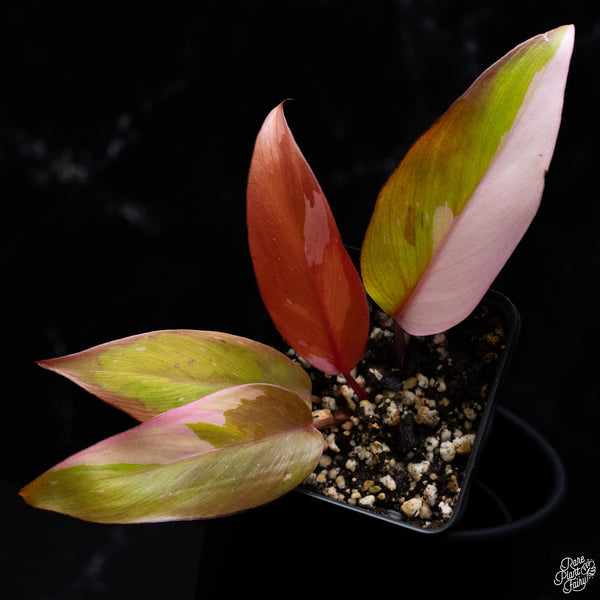 Philodendron 'Persimmon Princess' (wk32-H)