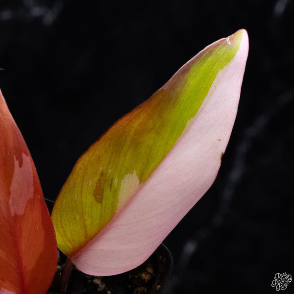 Philodendron 'Persimmon Princess' (wk32-H)