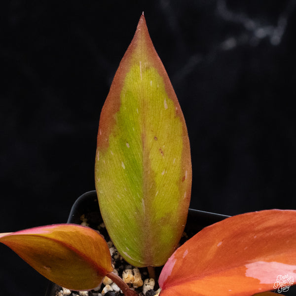 Philodendron 'Persimmon Princess' (wk32-H)