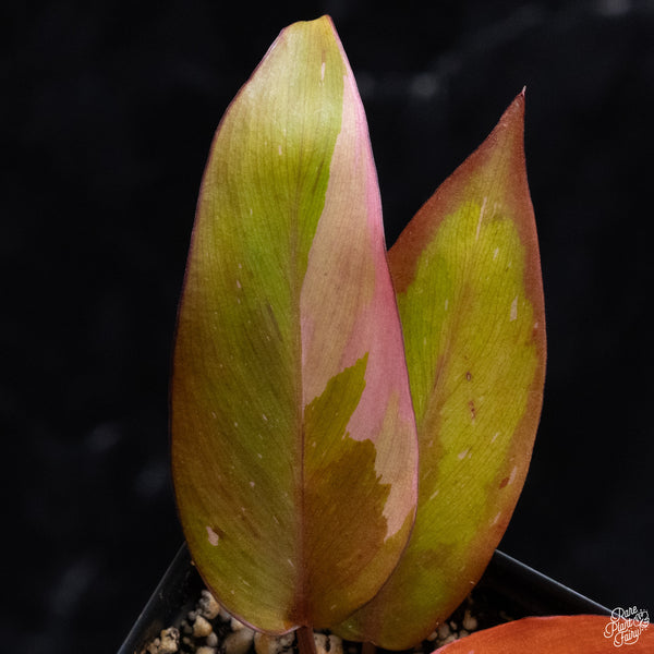 Philodendron 'Persimmon Princess' (wk32-H)