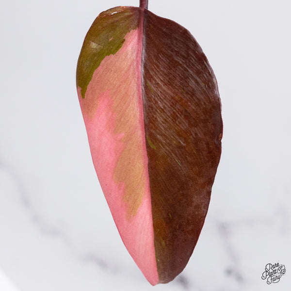 Philodendron 'Persimmon Princess' (wk35-C)