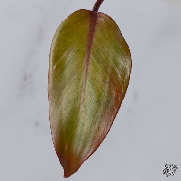 Philodendron 'Persimmon Princess' (wk35-C)