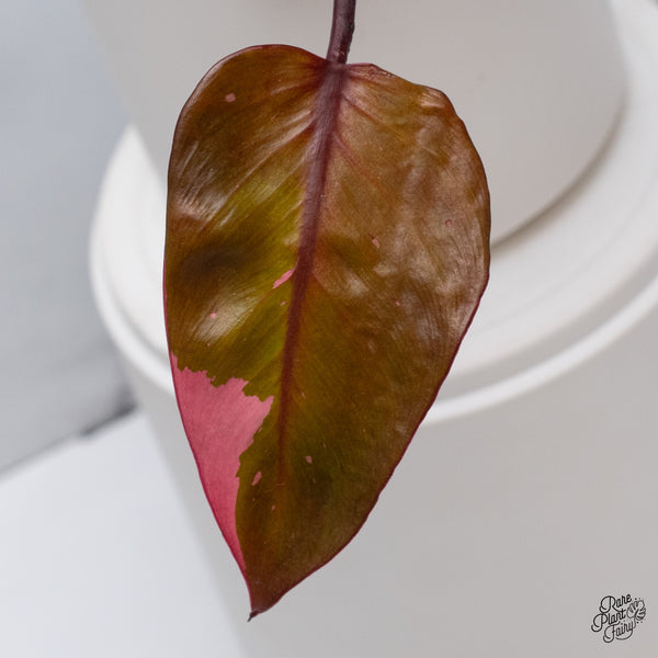 Philodendron 'Persimmon Princess' (wk35-C)