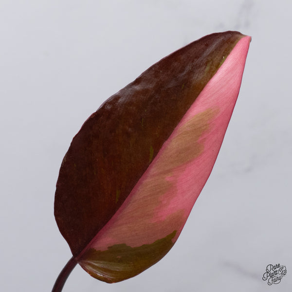 Philodendron 'Persimmon Princess' (wk35-C)