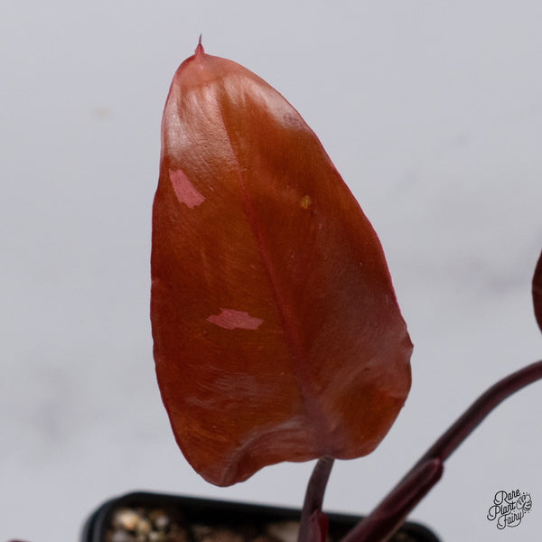 Philodendron 'Persimmon Princess' (wk35-C)