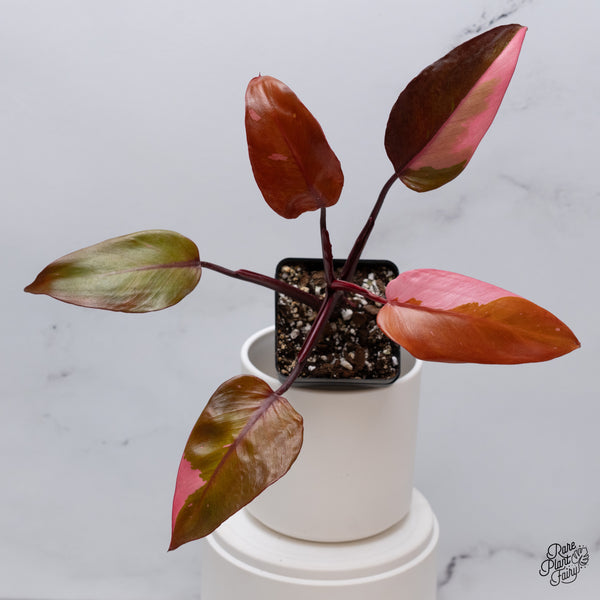 Philodendron 'Persimmon Princess' (wk35-C)