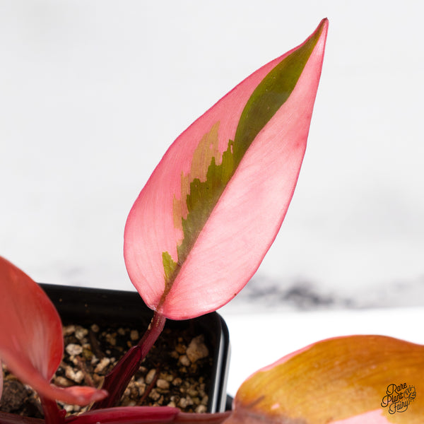 Philodendron 'Persimmon Princess' (wk51-O)